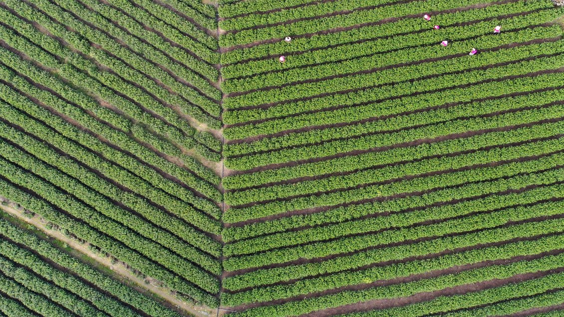 China, Francia y Alemania mantendrán mañana una cumbre virtual sobre el clima