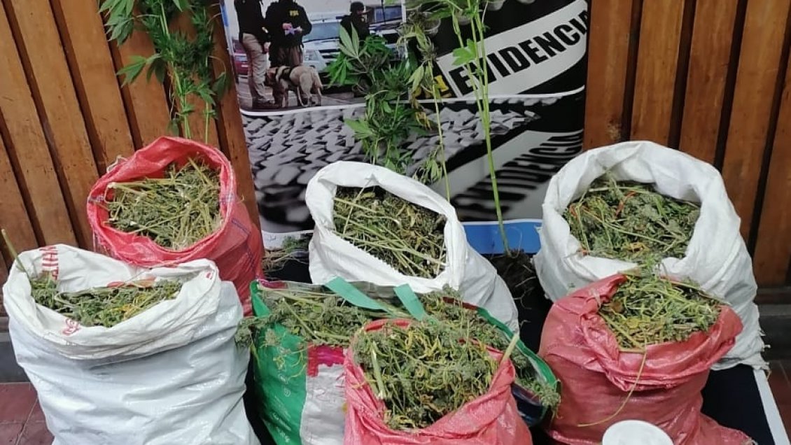 Incautan más de 12 mil dosis de marihuana en Melipeuco
