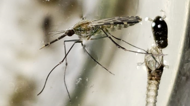 Tarapacá: Llaman a entregar ejemplares sospechosos de mosquitos