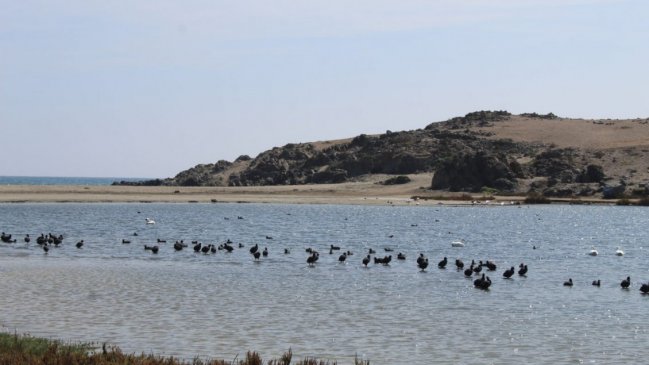 Buscan detener trabajos en cercanías de seis humedales urbanos de Temuco