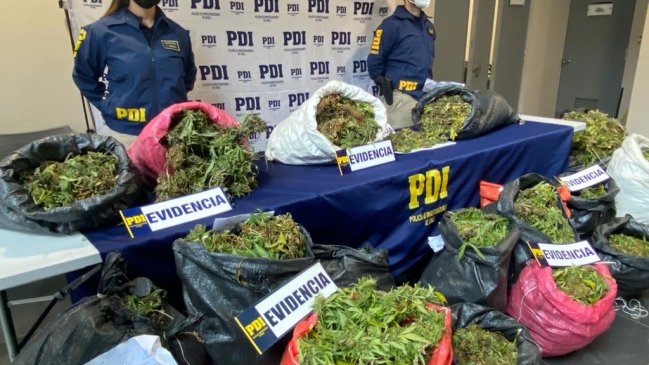 PDI decomisó la plantación de marihuana más grande de la última década en el Maule