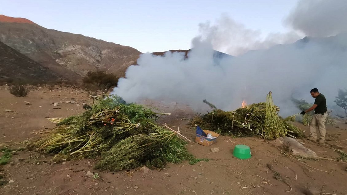 PDI decomisó casi 25 kilos de marihuana en Monte Patria