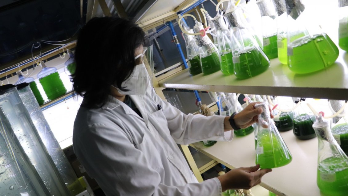Científicos de la Universidad de Concepción crean plataforma para potenciar industria algal