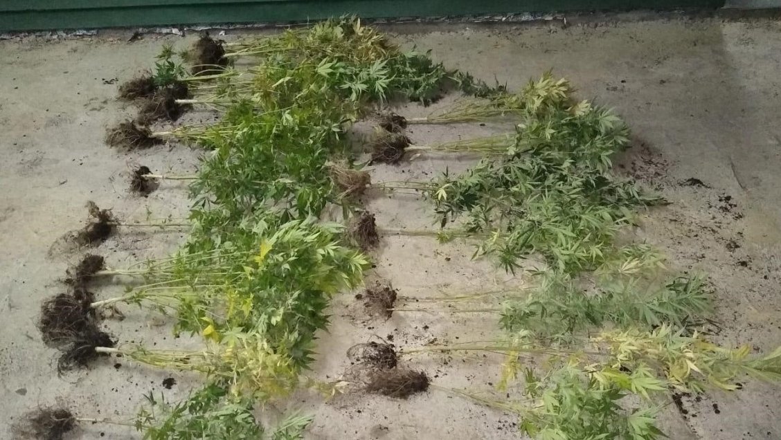 Hallan invernaderos con 21 plantas de marihuana en Yungay: Su cuidador se dio a la fuga