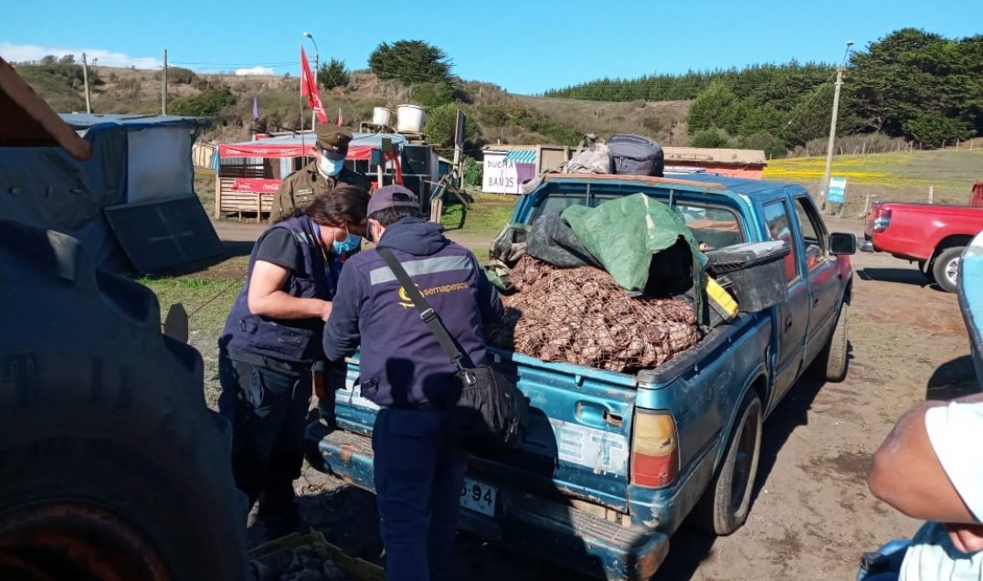 Cobquecura: Incautan 1.800 locos en veda y los devuelven al mar