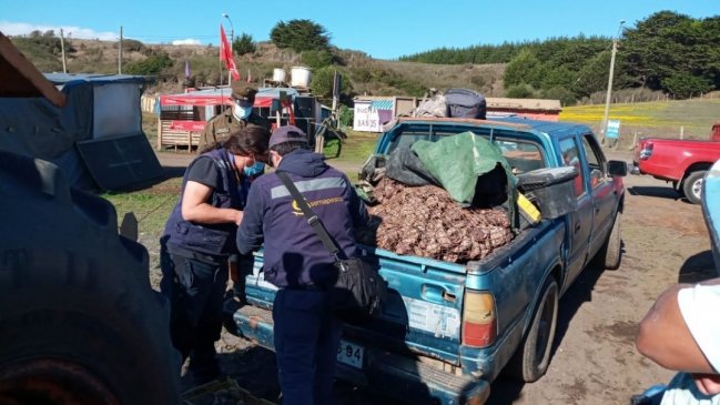 Cobquecura: Incautan 1.800 locos en veda y los devuelven al mar