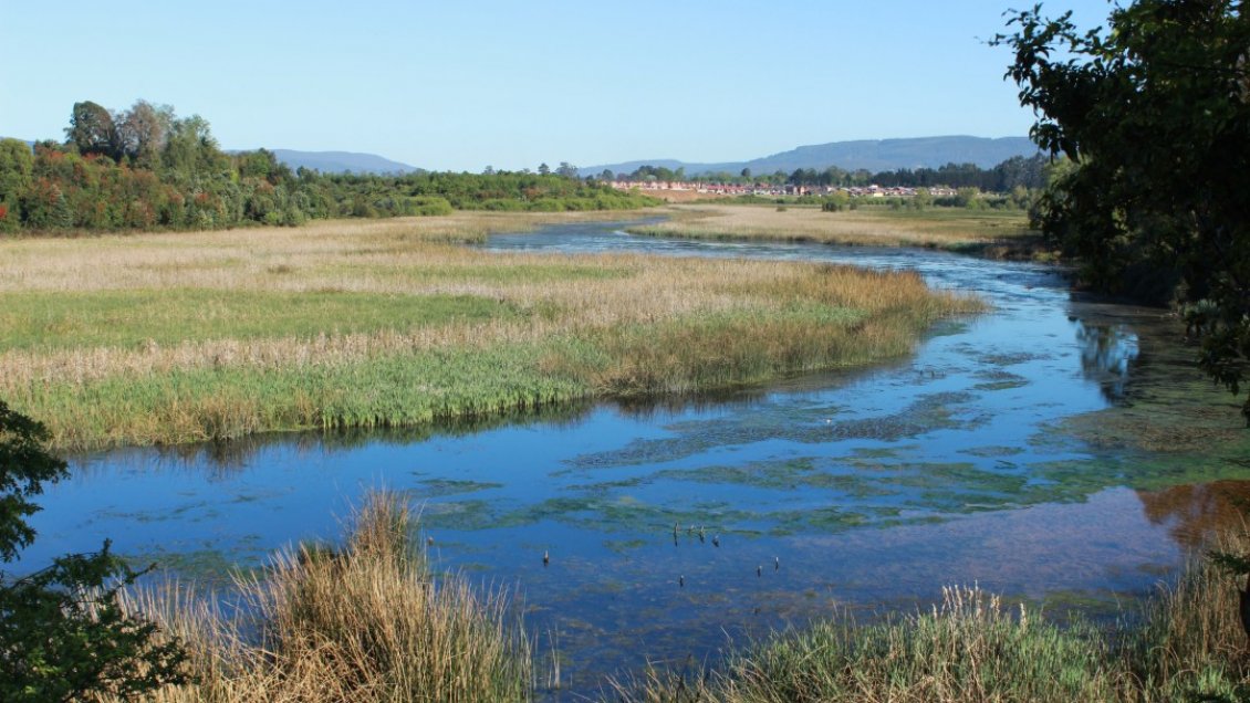 Exigen detener construcciones sobre humedales de La Araucanía