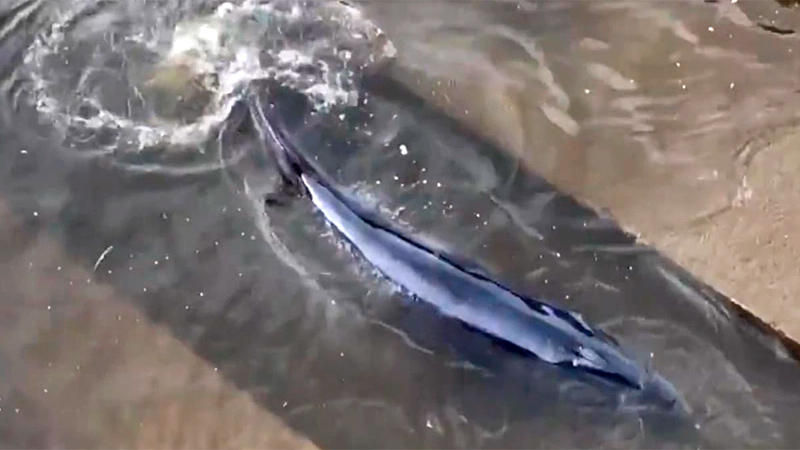 Ballena volvió a quedar atrapada en el Río Támesis y debió ser sacrificada