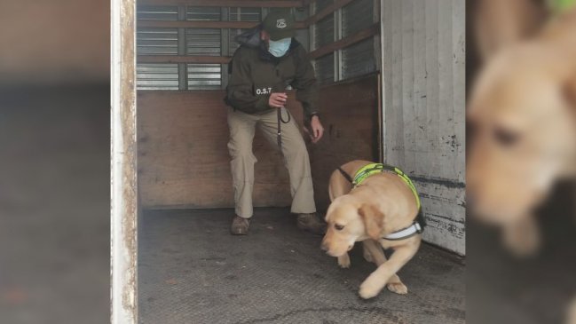 Can ayudó a detectar millonario cargamento de marihuana en ruta de Lautaro
