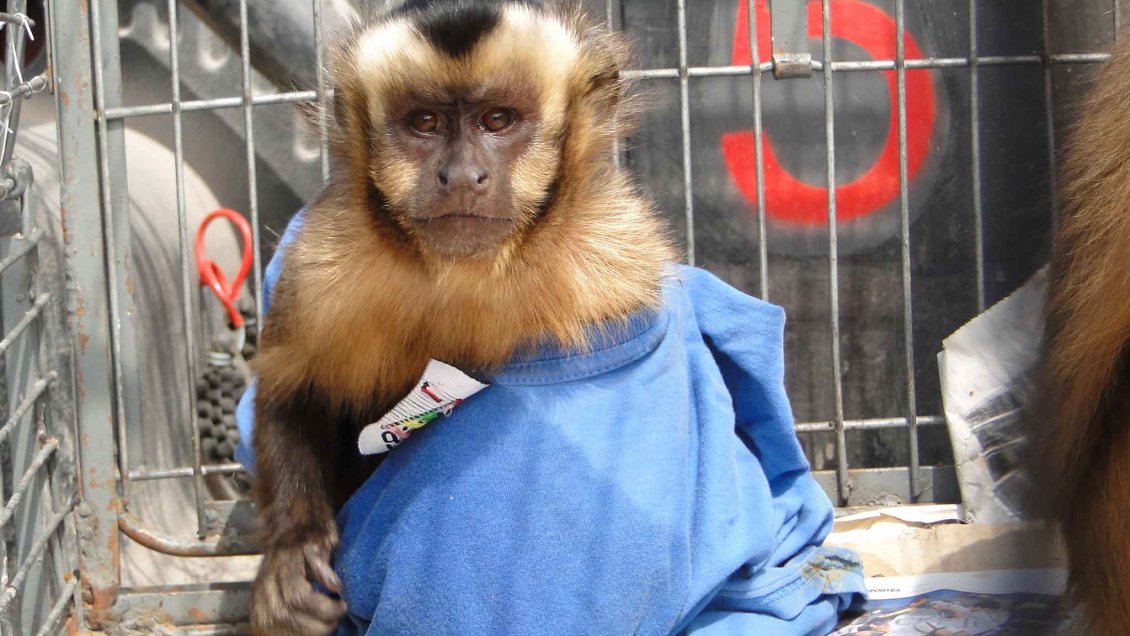 En 10 años el SAG ha decomisado más de 200 animales víctimas del tráfico ilegal