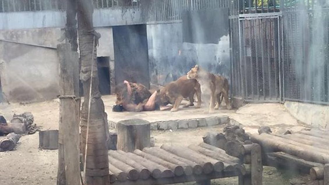 Dos leones muertos: La historia más extraña del último 21 de mayo con  discurso presidencial 