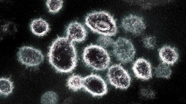 El coronavirus también se transmite por células del sistema inmune