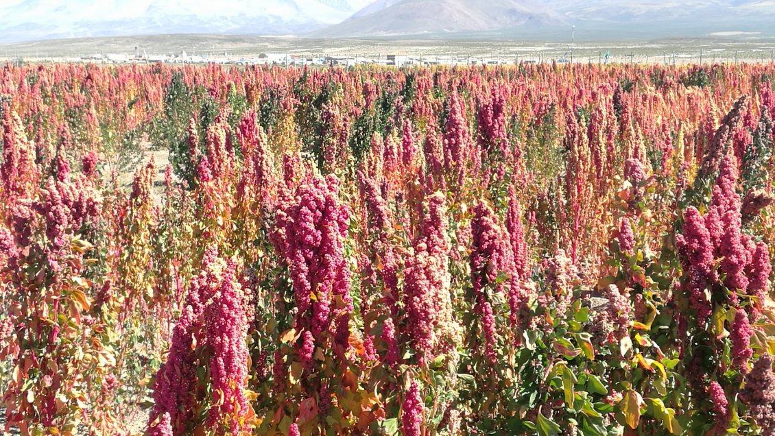 Con éxito finalizó la primera feria digital de venta de quinua