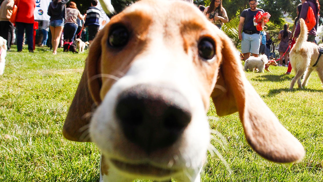 Perros biodetectores logran identificar el Covid-19 con una precisión del 94%