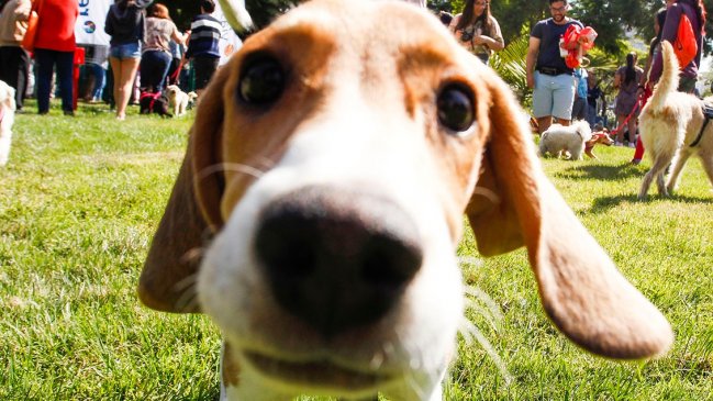 Perros biodetectores logran identificar el Covid-19 con una precisión del 94%