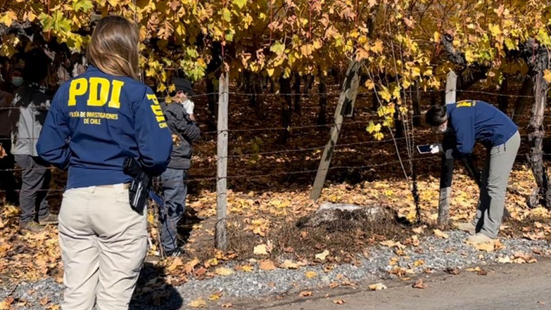 PDI indaga presunto envenenamiento masivo de perros en Nancagua