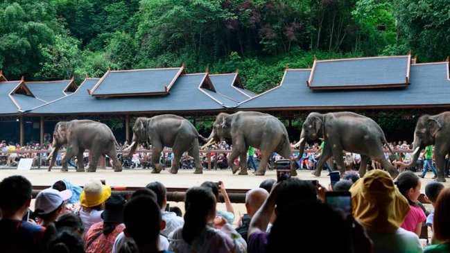 Manada de elefantes asiáticos salvajes migra hacia el norte en suroeste de China