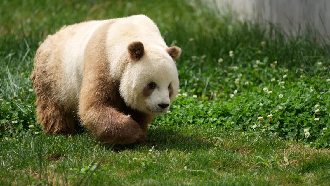 Captan imagen de panda gigante café en China