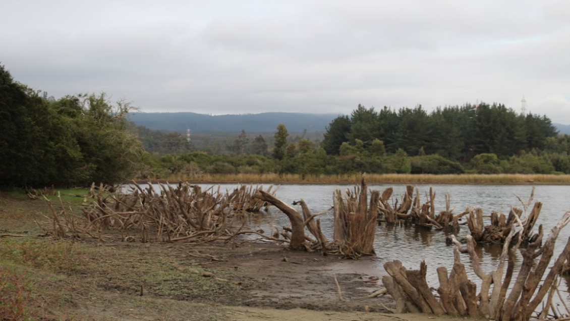 Laguna Quiñenco de Coronel presenta dramática disminución de su caudal