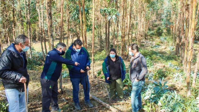 Conaf ejecutará programas de recuperación y manejo de bosques nativos en Ñuble