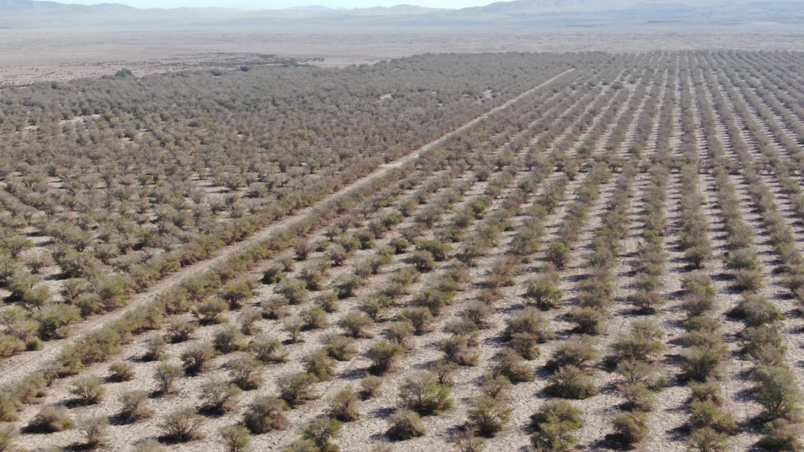 Aprueban millonario proyecto de reforestación en la Pampa del Tamarugal