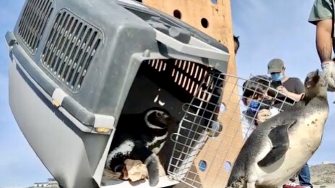 Dos pingüinos fueron rehabilitados y liberados en la costa de la Región de O'Higgins