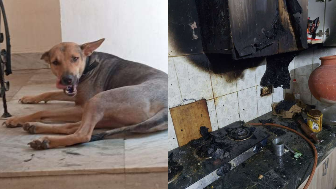 Valiente perrito salvó a su familia de un incendio en India