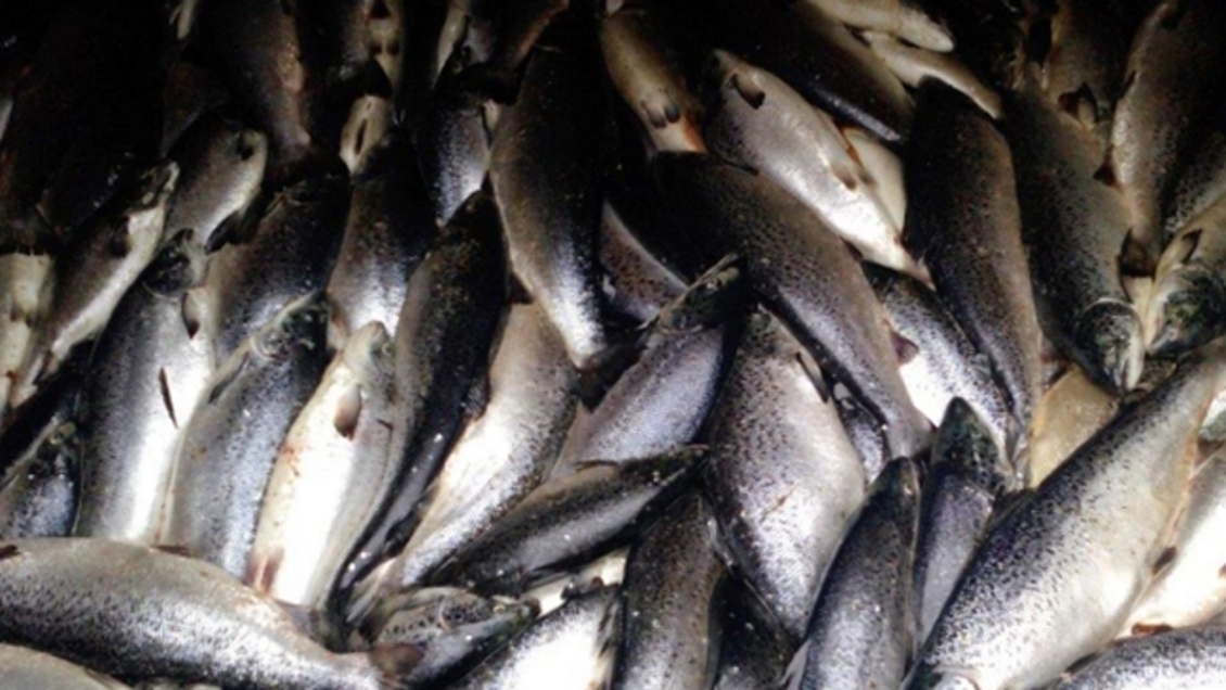 Cae banda que robaba, ahumaba y vendía salmones no aptos para el consumo en un mercado de Puerto Montt