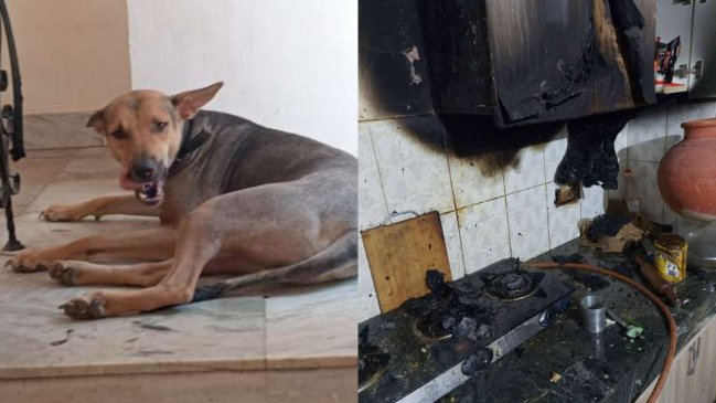 Valiente perrito salvó a su familia de un incendio en India