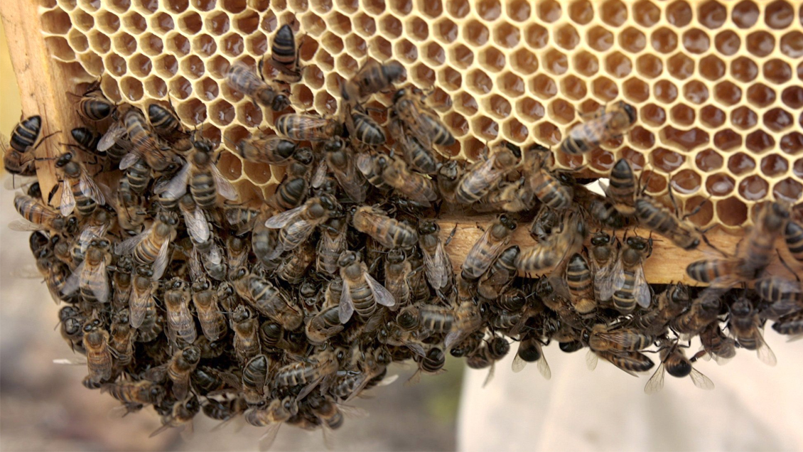 Investigadores chilenos alertan abrupta caída en la producción de miel por la crisis climática