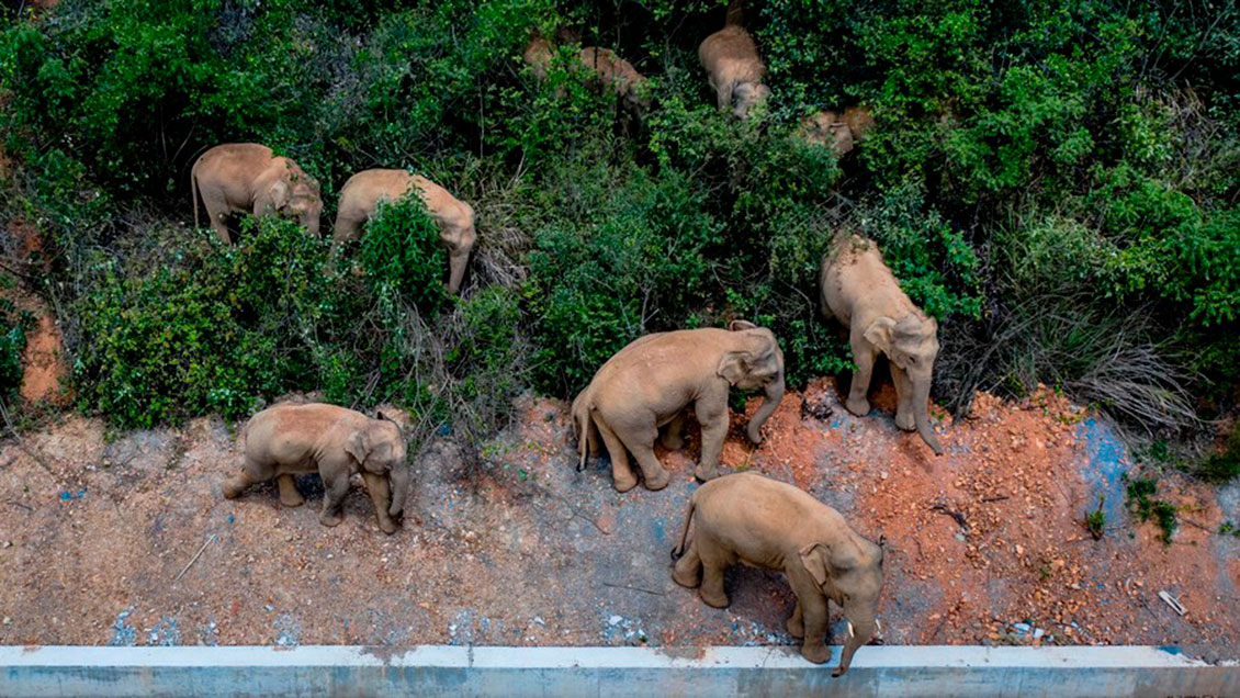 Manada de elefantes errantes llega a importante capital del suroeste de China