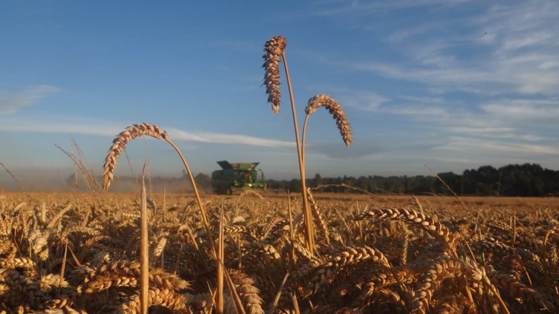 Consorcio agrícola y SNA interpusieron demanda civil contra el SII