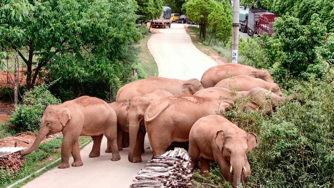 Manada de elefantes salvajes deambula por importante ciudad china