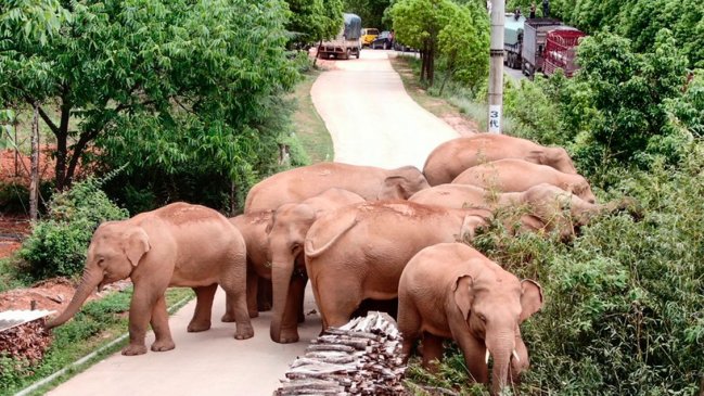 Manada de elefantes salvajes deambula por importante ciudad china