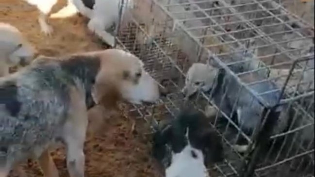 PDI detiene a sujeto que mantenía a un zorro en cautiverio y que exhibía por redes sociales