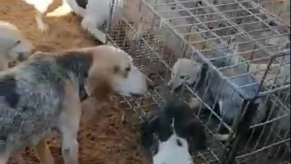 PDI detiene a sujeto que mantenía a un zorro en cautiverio y que exhibía por redes sociales