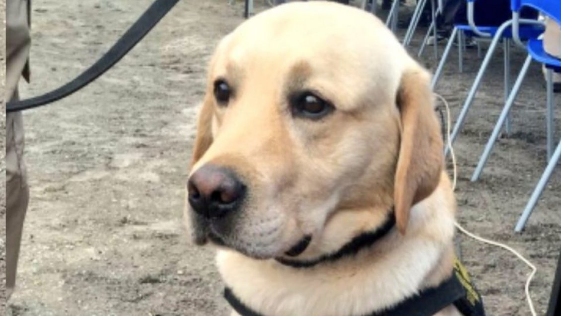 Perro de la PDI detectó más de 20 kilos de droga en una encomienda en Calama