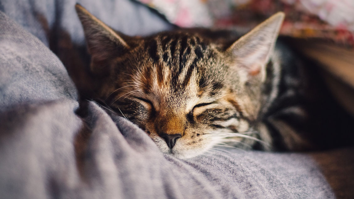 Ya es ley el Día de los Pueblos Indígenas, que provocó el sorpresivo feriado del lunes