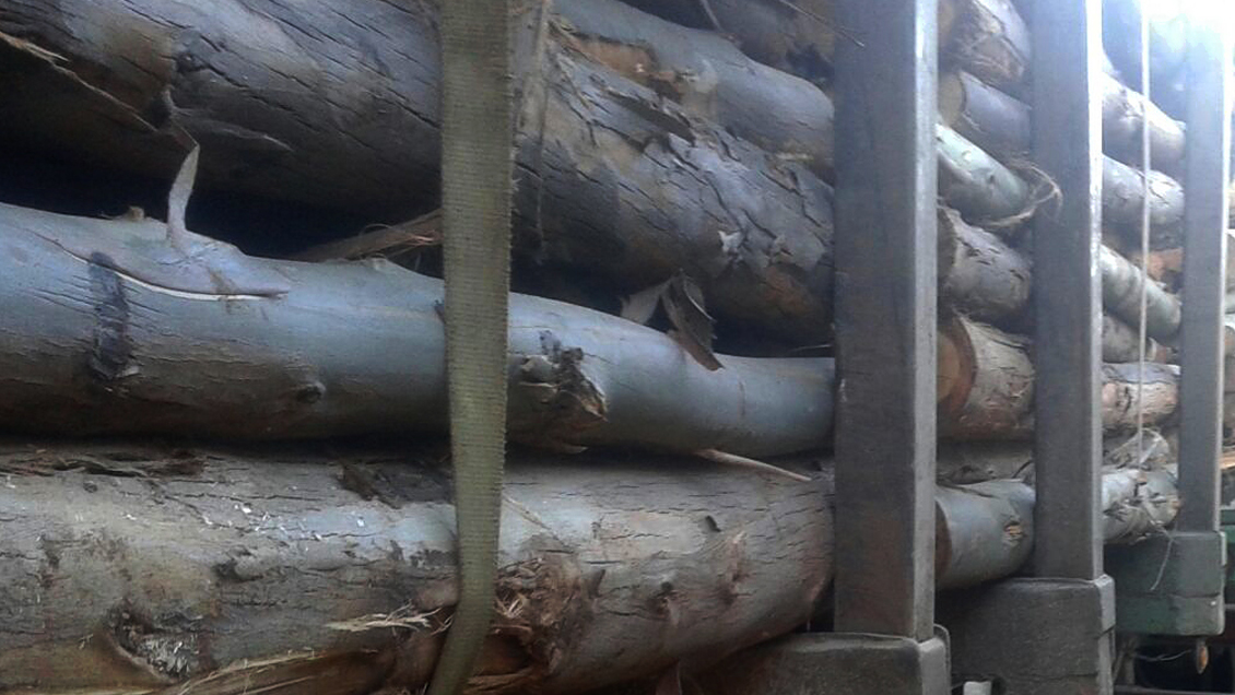 Recuperan en Collipulli casi 70 metros de carga de madera robada