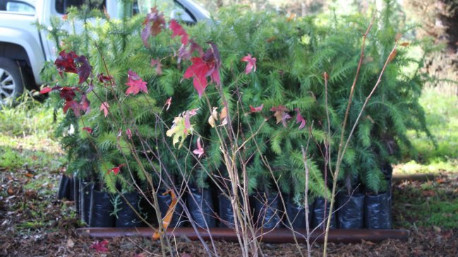 Conaf entrega 14 mil especies nativas para arborizar barrios en la región de Ñuble