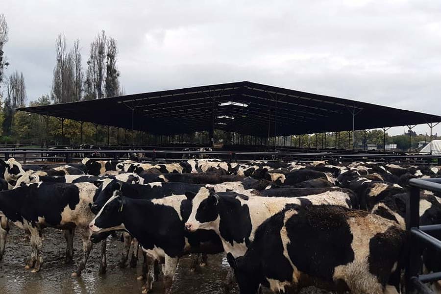 Agricultores de La Araucanía certificaron y exportaron 3.500 vaquillas a China