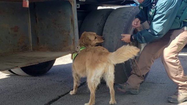 Tarapacá: SAG ha detectado ingreso ilegal de 350 kilos de productos agropecuarios en la pandemia