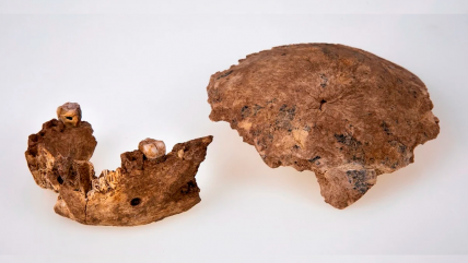  Descubren en Israel restos de una especie humana desconocida  