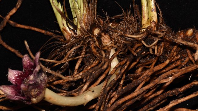 Científicos chinos descubren nuevas especies vegetales