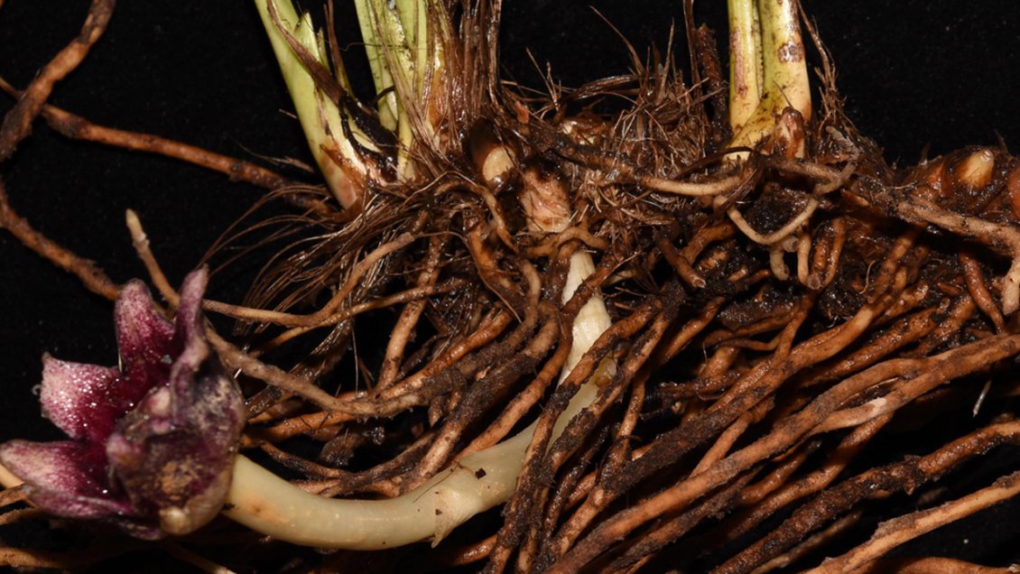 Científicos chinos descubren nuevas especies vegetales