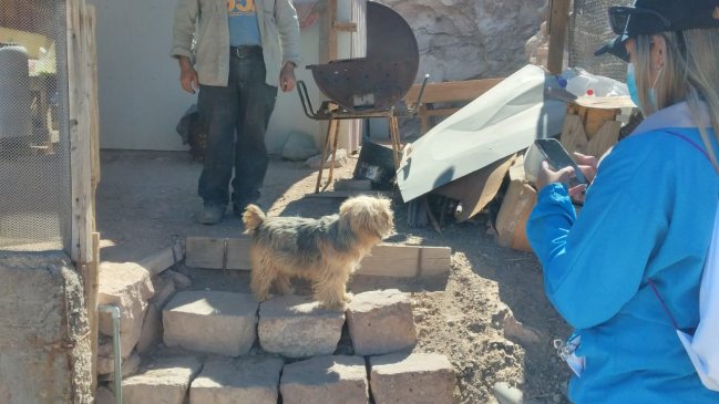 Municipalidad de Pozo Almonte inició censo de mascotas de la comuna