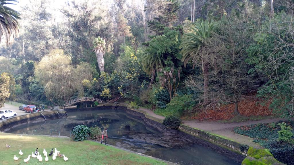 Rotura de colector derivó en vertimiento de aguas servidas en el Jardín Botánico de Viña del Mar