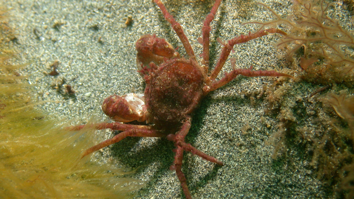 ¿Un próximo invasor? El 