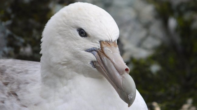 Detectan canibalismo en aves marinas de la Antártica