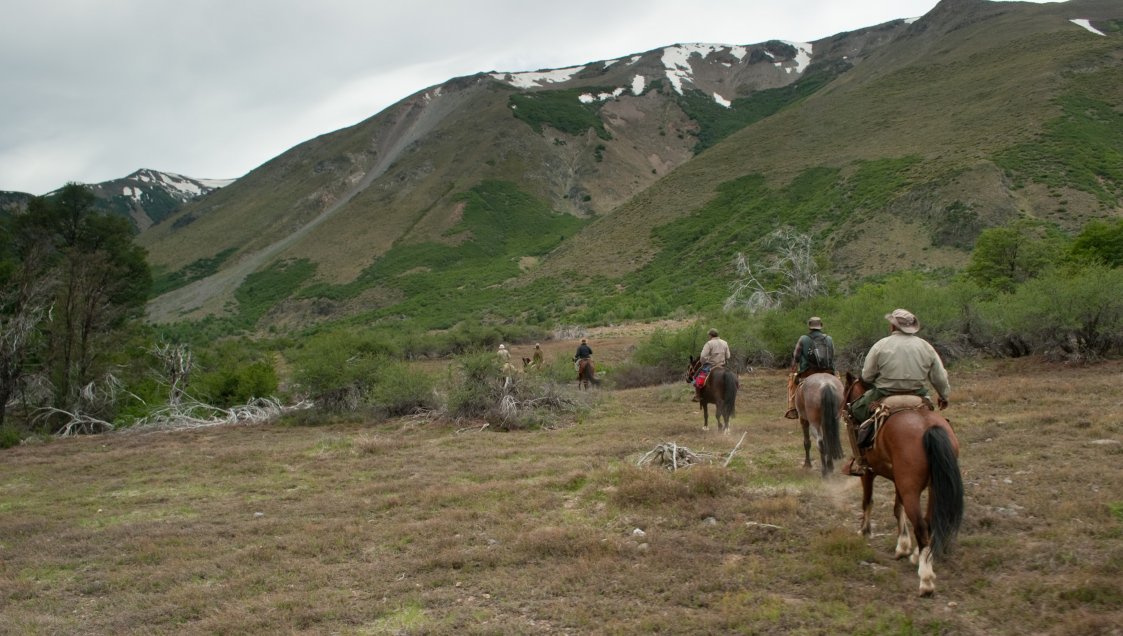 Guardaparques denuncian presencia de ganado en área protegida de la Reserva Ñuble